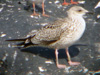 juvenile LBBG, ringed in the Netherlands.